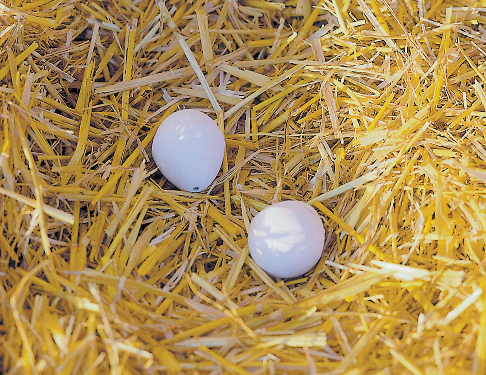 Huevo Falso Madera Gallinas — foto 2