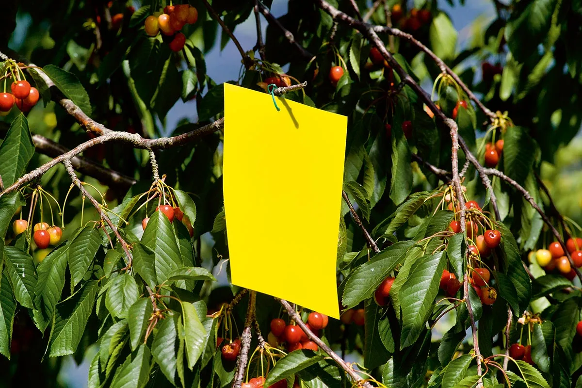 Trampa Adesiva Insectos Amarillo l — foto 2