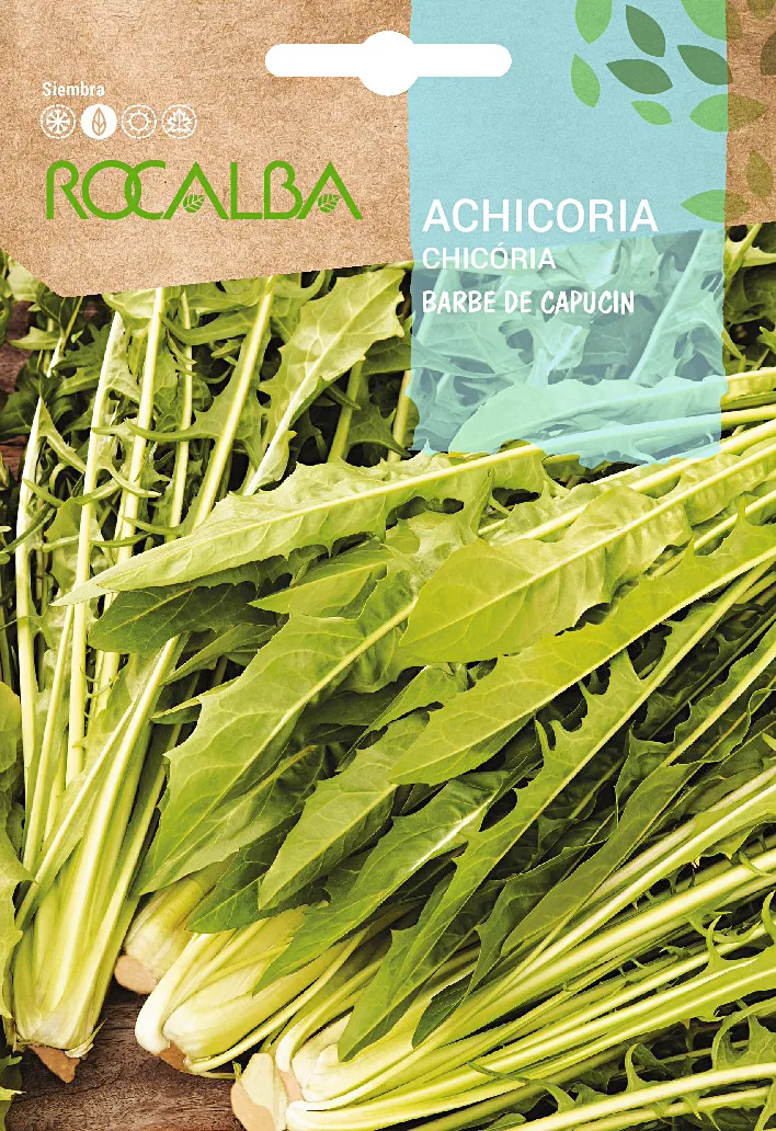 Semilla Achicoria Barbe de Capucin