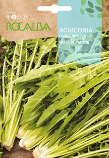 Semilla Achicoria Barbe de Capucin