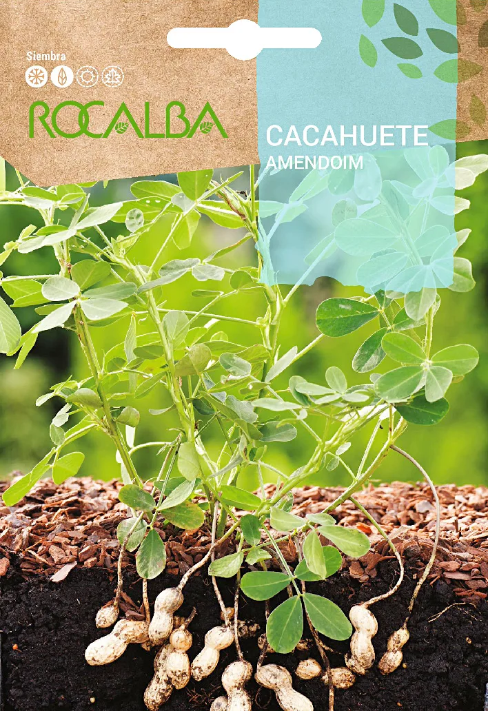 Semilla Cacahuete