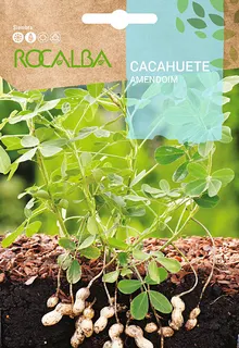 Semilla Cacahuete