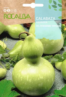 Semilla Calabaza del Peregrino