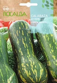 Semilla Calabaza Llena de Napoles