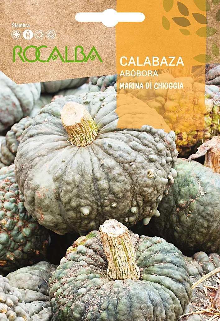Semilla Calabaza Marina Di Chioggia 5 gr