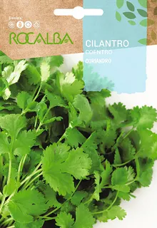 Semilla Cilantro Coriandro