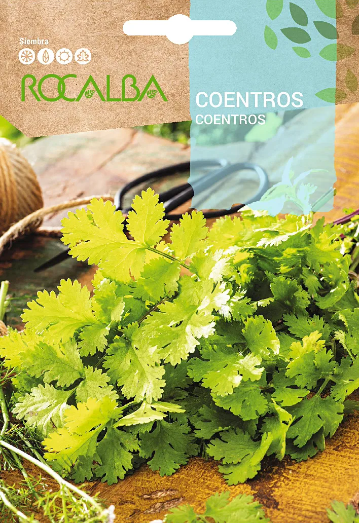 Semilla Coentros Cilantro Perejil Arabe