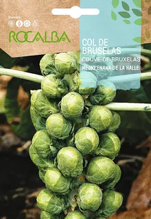 Semilla Col de Bruselas m. Enana de la Halle