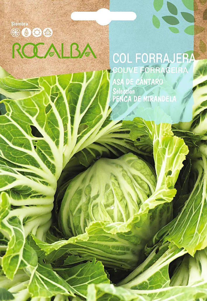 Semilla Col Penca de Mirandela — foto principal