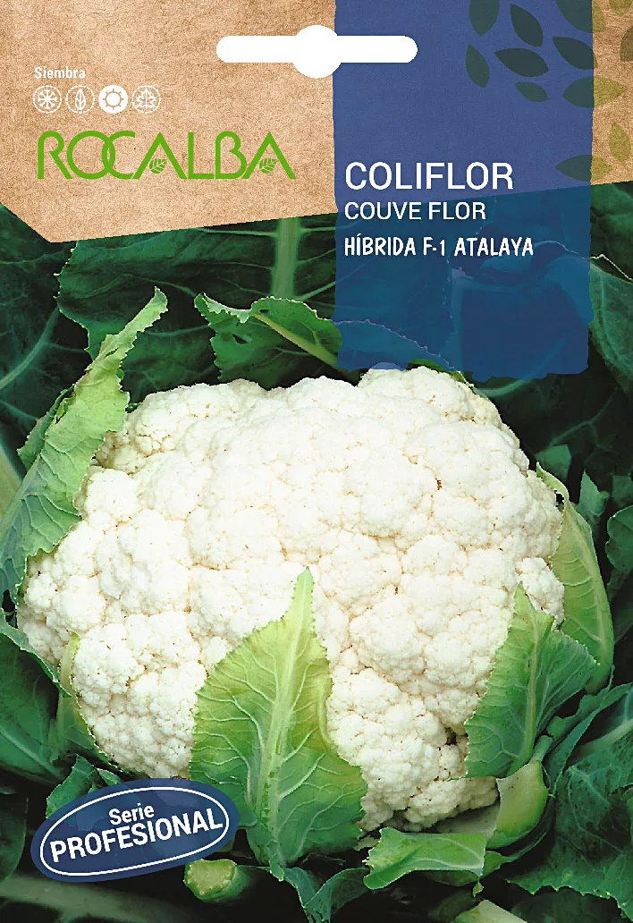 Semilla Profesional Coliflor Hibrida F1 Atalaya