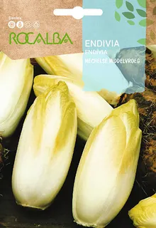 Semilla Endiba de Bruselas