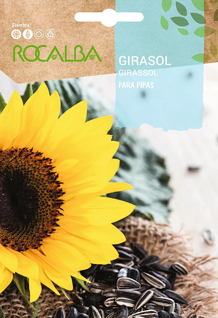 Semilla Girasol para Pipas