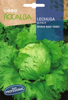 Semilla Profesional Lechuga Batavia Rubia de Grado