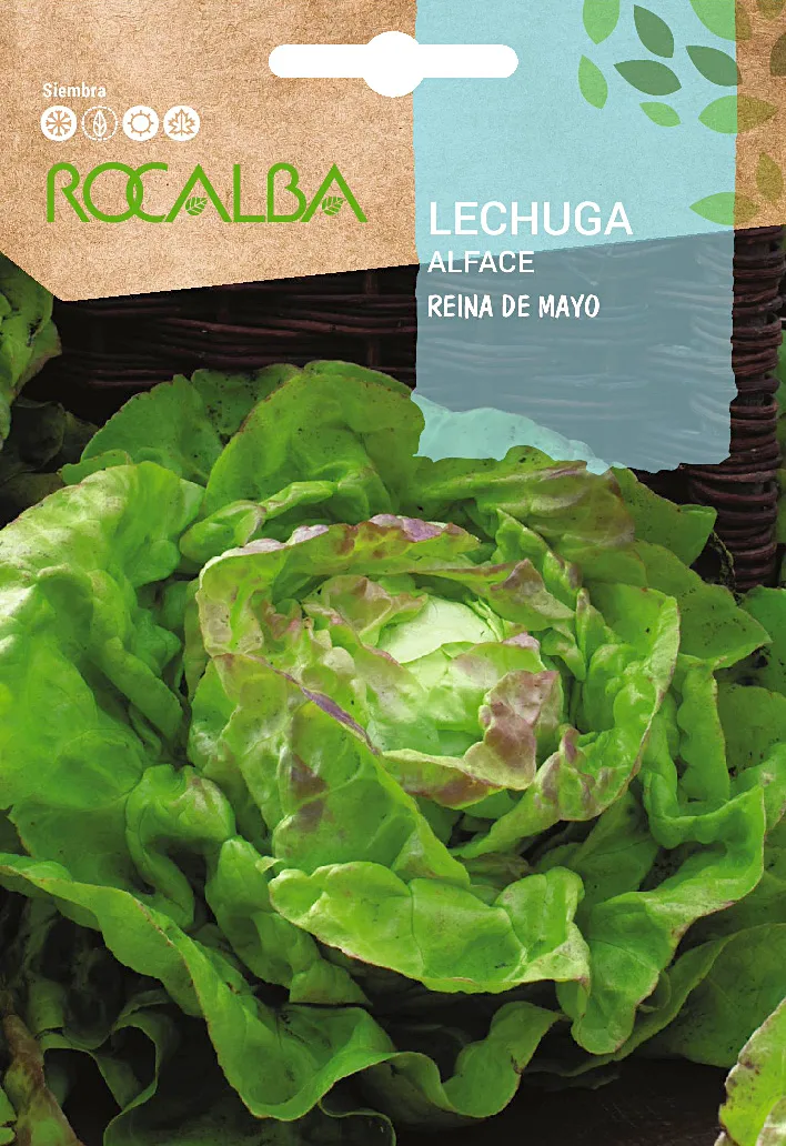 Semilla Lechuga Reina de Mayo