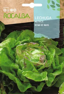 Semilla Lechuga Reina de Mayo