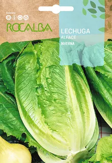 Semilla Lechuga Romana Inverna