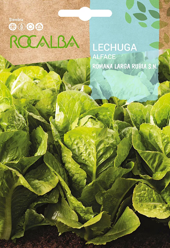 Semilla Lechuga Romana Larga Rubia