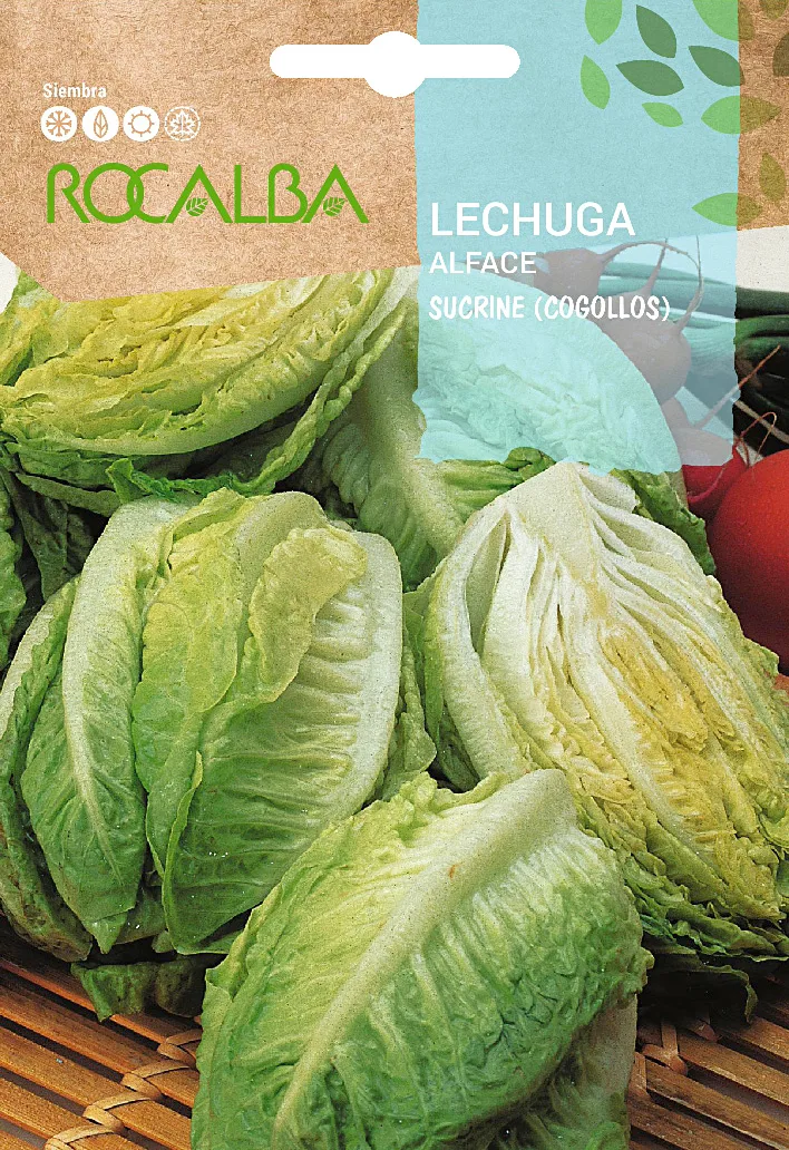 Semilla Lechuga Sucrine Cogollos
