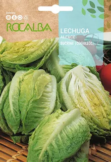 Semilla Lechuga Sucrine Cogollos