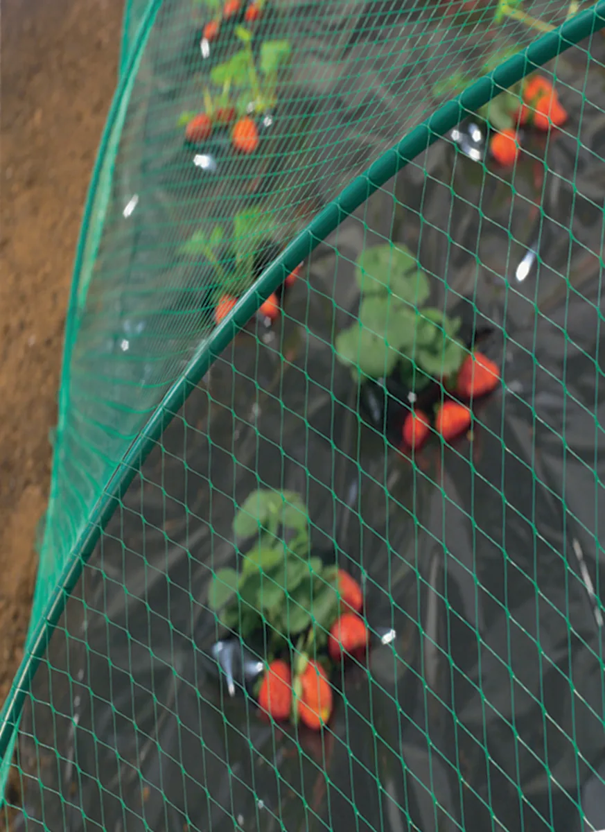 Malla Antipajaros Birdnet 2x10 mt — foto 3