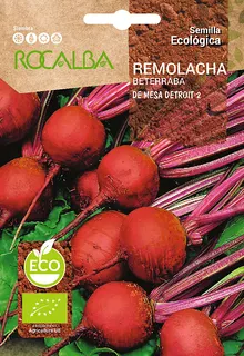 Semilla Ecologica Remolacha de Mesa Detroit 2