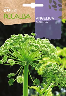 Semilla Angelica