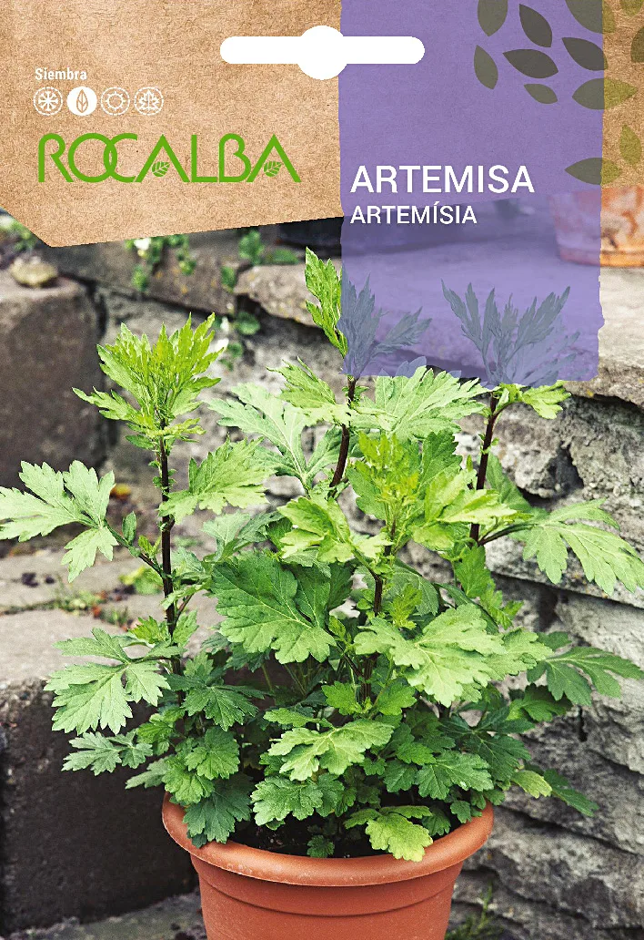 Semilla Artemisa