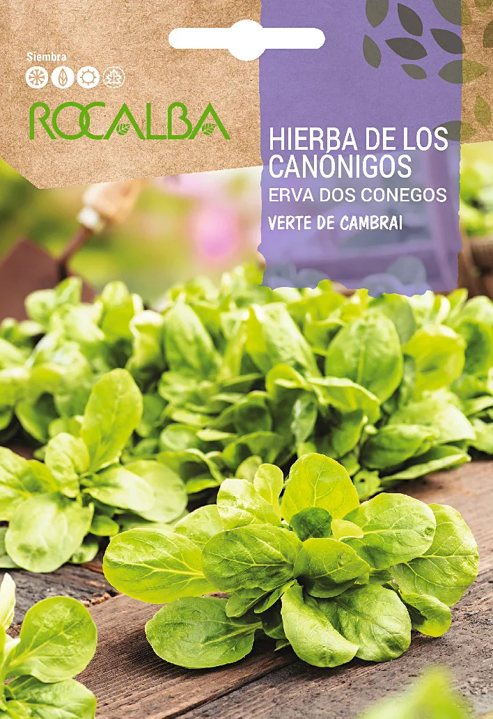 Semilla Hierba de los Canonigos