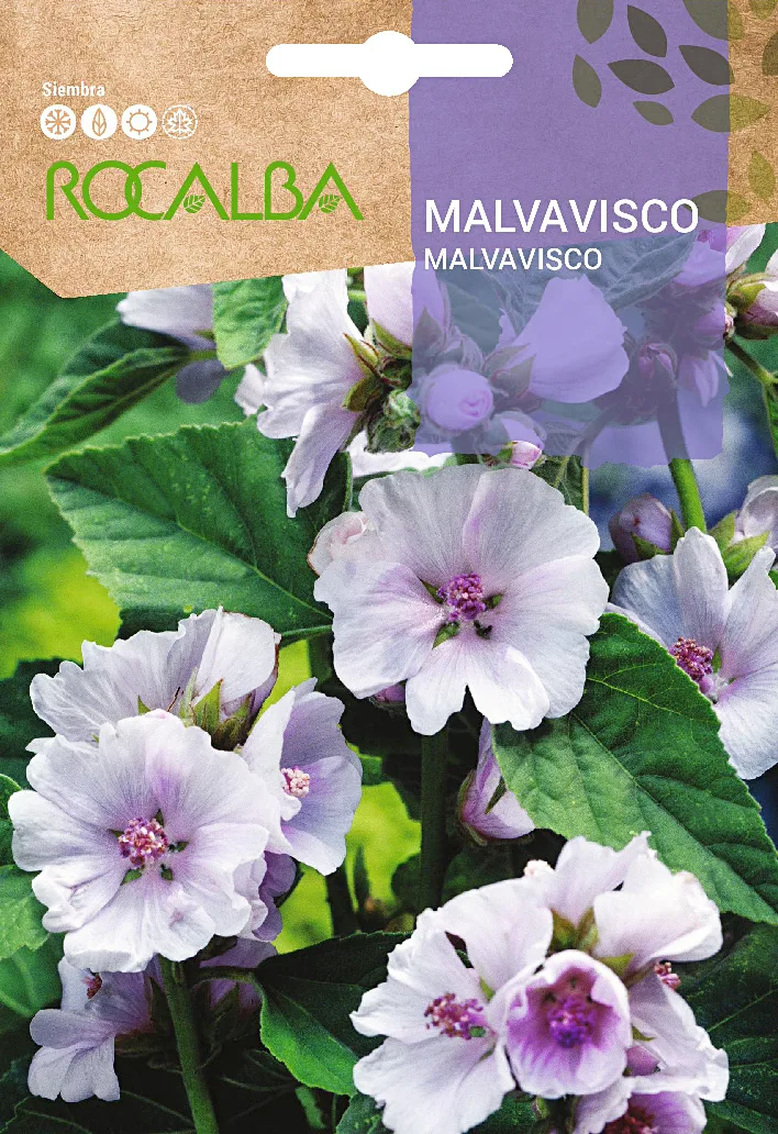 Semilla Malvavisco