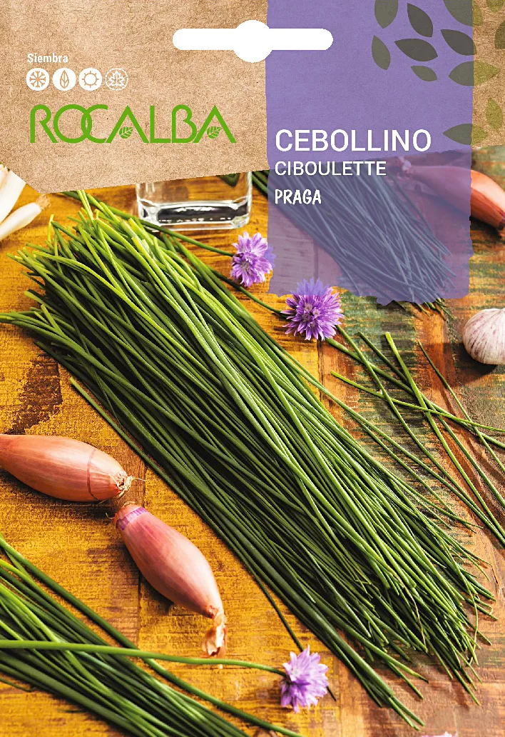 Semilla Cebollino Praga