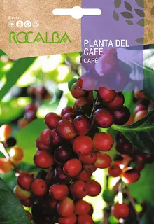 Semilla Planta del Cafe