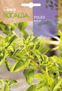 Semilla Poleo