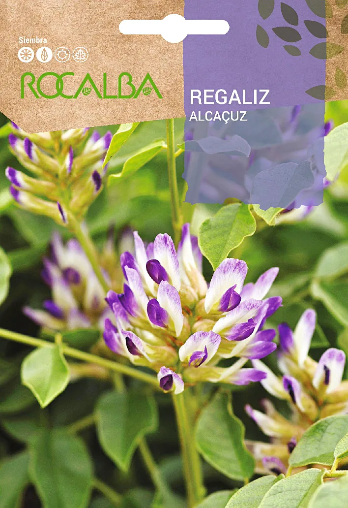 Semilla Regaliz