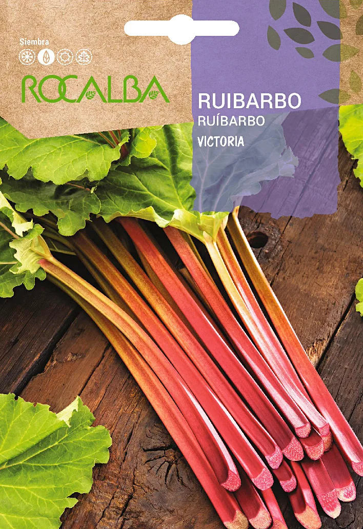 Semilla Ruibarbo