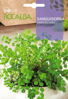 Semilla Sanguisorba