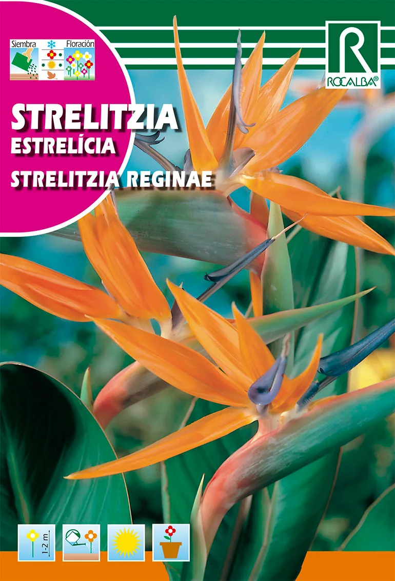 Semilla Strelitzia