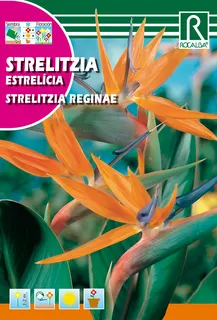 Semilla Strelitzia