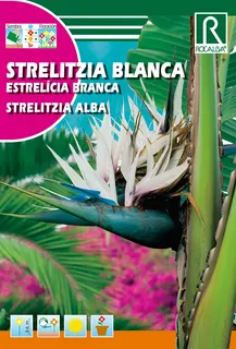 Semilla Strelitzia blanca