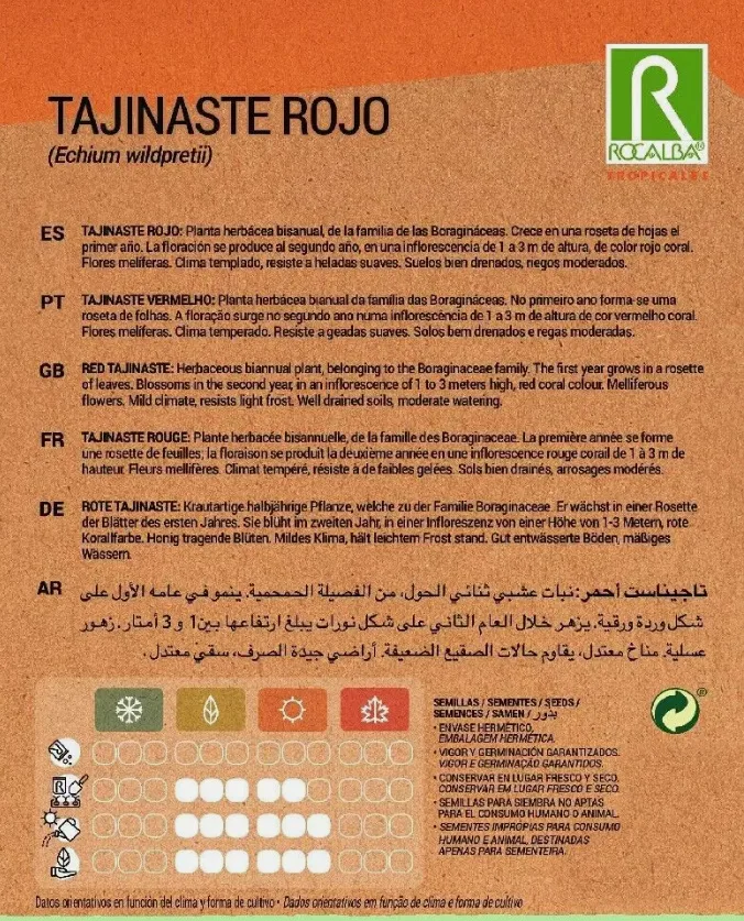 Semilla Tajinaste Rojo — foto 3