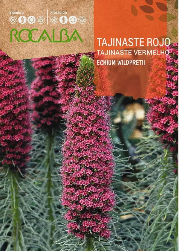 Semilla Tajinaste Rojo — foto principal