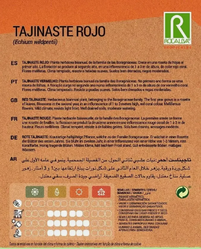 Semilla Tajinaste Rojo — foto 4