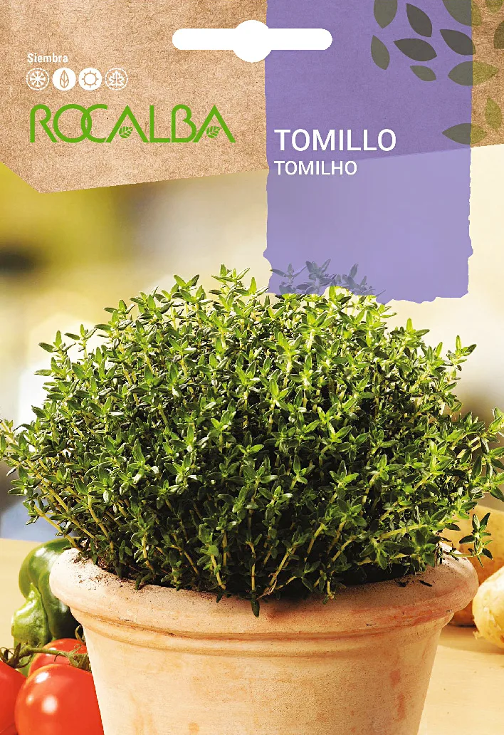 Semilla Tomillo