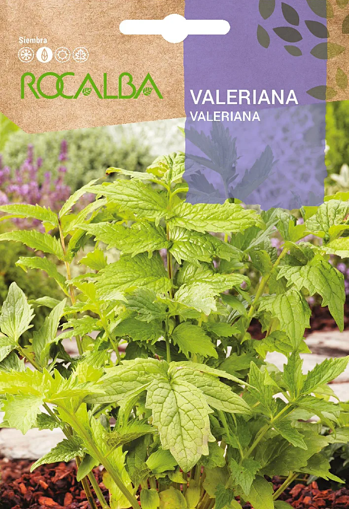 Semilla Valeriana