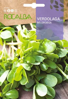 Semilla Verdolaga