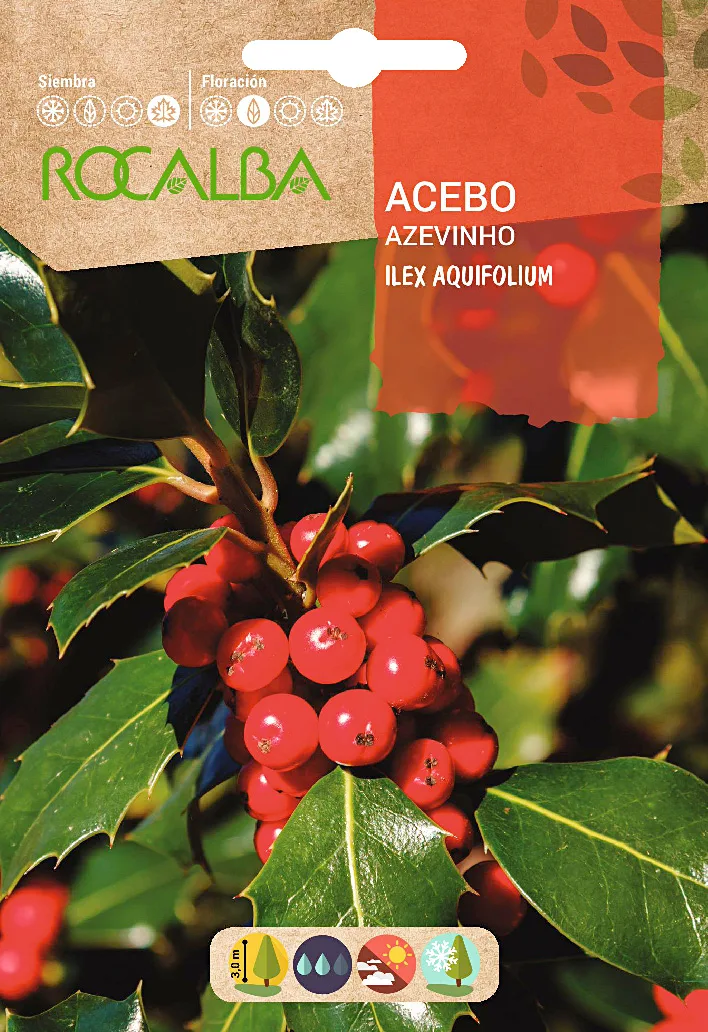 Semilla Acebo - Ilex Aquifolium-