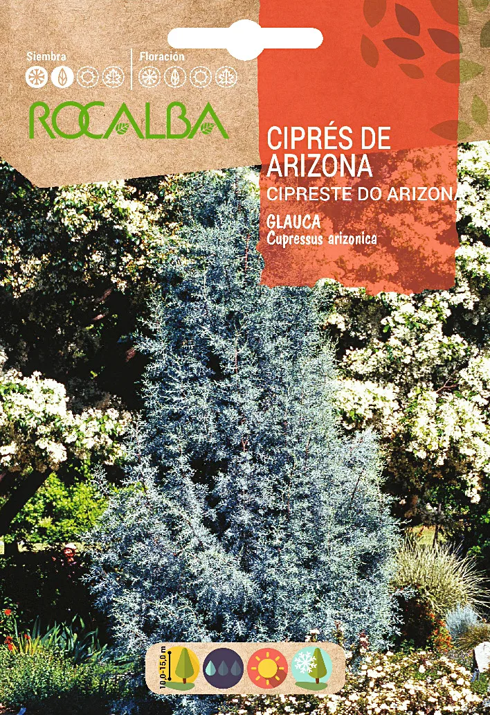Semilla Cipres de Arizona -Cupressus Arizonica G.