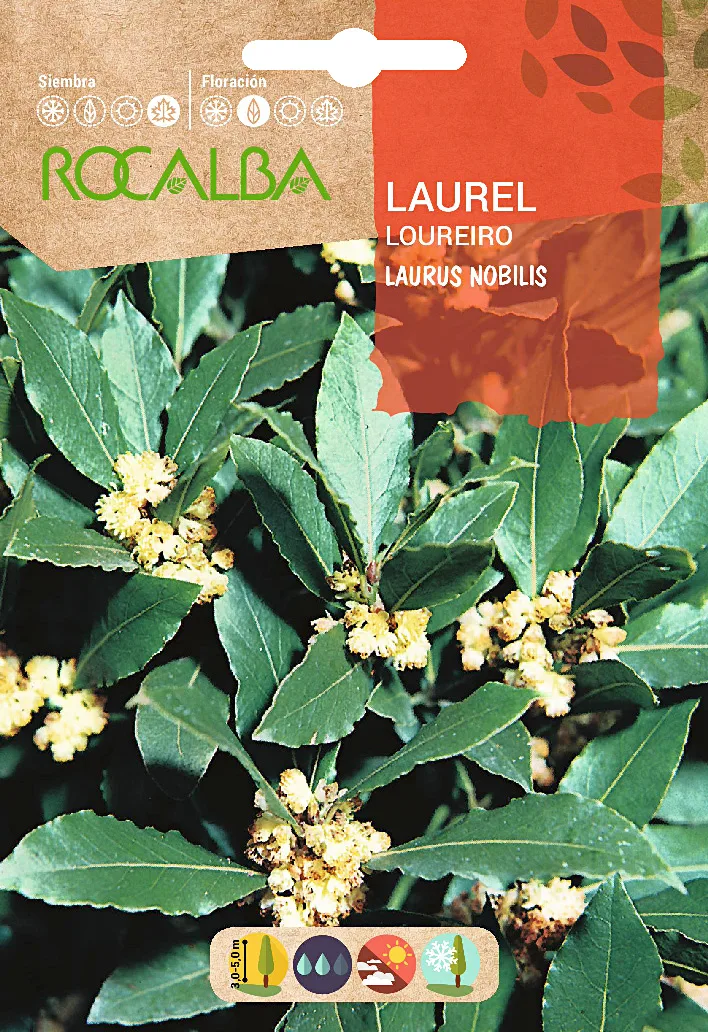 Semilla Laurel -laurus Nobilis-
