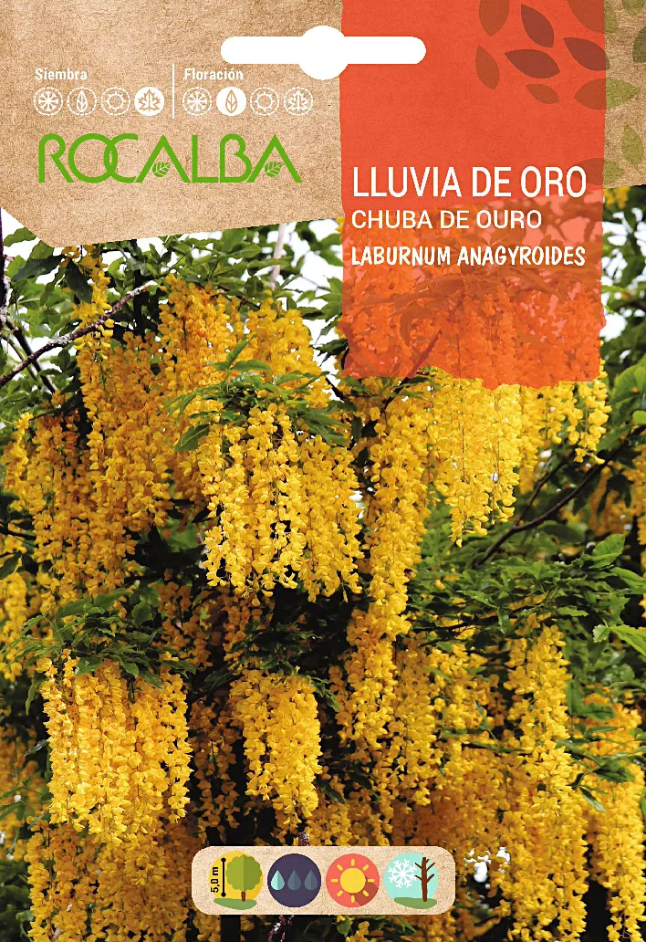 Semilla Lluvia de Oro -laburnum Anagyroides-