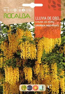 Semilla Lluvia de Oro -laburnum Anagyroides-