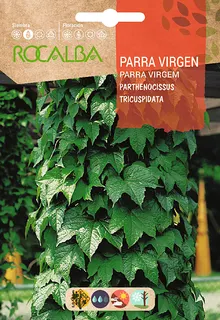 Semilla Parra Virgen -parthenocisus Tricuspidata